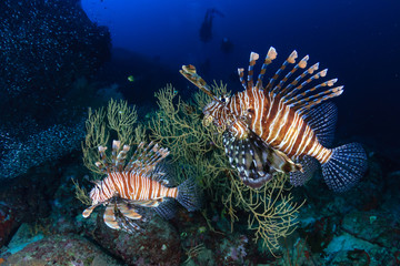 Naklejka na ściany i meble Predatory Lionfish patrolling a tropical coral reef at sunrise