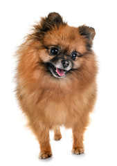 Obraz premium pomeranian in studio