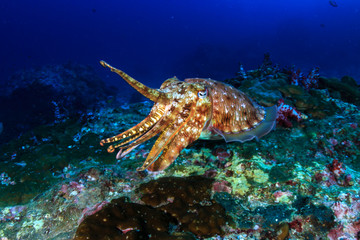Naklejka na ściany i meble Colorful and curious Pharaoh Cuttlefish (Sepia pharaonis) on a tropical coral reef in Thailand