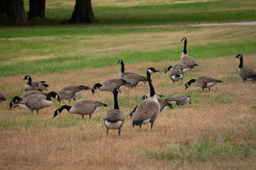 group of geese on grass
