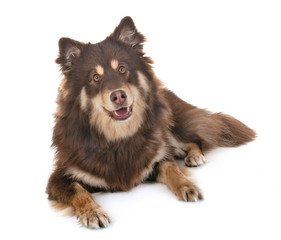 Finnish Lapphund in studio