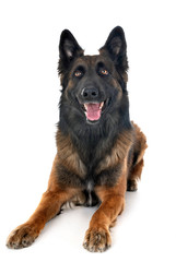 belgian shepherd tervuren