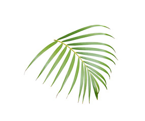 tropical green palm leaf isolated on white for summer background