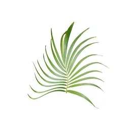 Zelfklevend Fotobehang Monstera tropical green palm leaf isolated on white for summer background