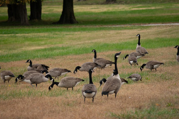 group of canadian geese
