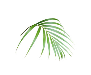 tropical green palm leaf isolated on white for summer background
