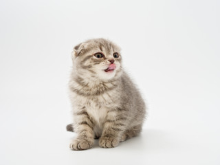 little kittens british fold on white background