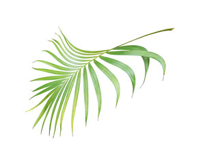 Fototapeta na wymiar tropical green palm leaf isolated on white for summer background