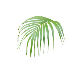 tropical green palm leaf isolated on white for summer background