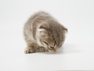 little kittens british fold on white background