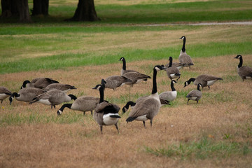 group of geese on green grass