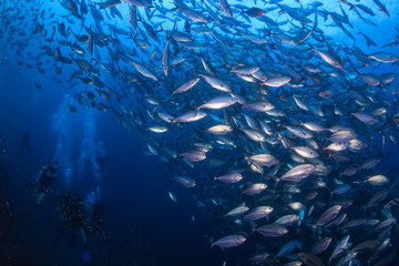 A huge school of Jacks and other tropical fish on a coral reef (Richelieu Rock, Thailand)