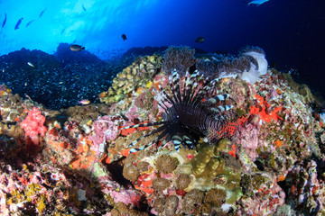 Lionfish swimming over a colorful tropical coral reef