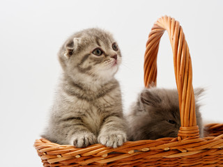 Fototapeta na wymiar little kittens are sitting in a basket of wicker