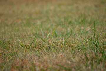 green grass on a background