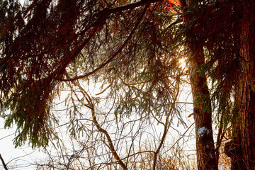 Snow covered spruce branch of trees in a winter forest