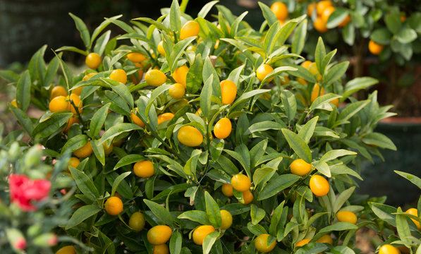 Fortunella margarita Kumquats ( or Cumquats ) decoration of Chinese lunar new year