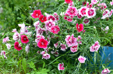 Obraz premium Close up of beautiful carnation flowers in the garden. Summer and autumn nature vintage background in daylight outdoors with plants