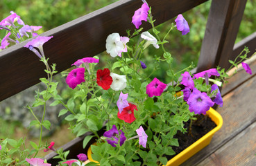 Petunia flowers in planting pot on the balcony. Summer and autumn nature vintage background in daylight outdoors with plants
