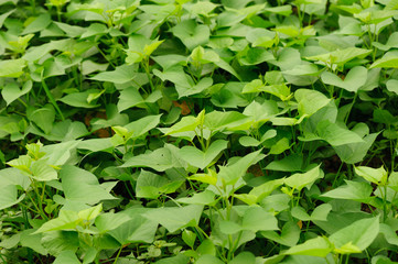 Fototapeta na wymiar Hands picking mint plant in garden