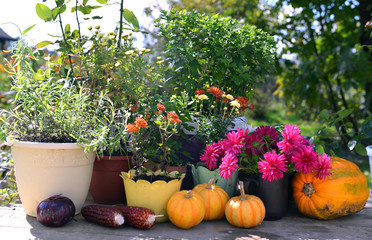 Lavender in pot, daisy and aster flowers, autumn harvest of pumpkins and corn. Summer and autumn nature vintage background in daylight outdoors with plants