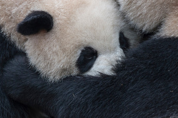 Close up of a Giant Panda (Ailuropoda melanoleuca) in Chengdu - Sichuan, China