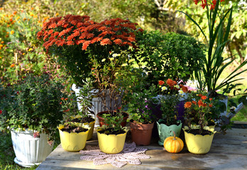 Beautiful golden and red daisy flowers in pots on the patio in the garden. Summer and autumn nature vintage background in daylight outdoors with plants
