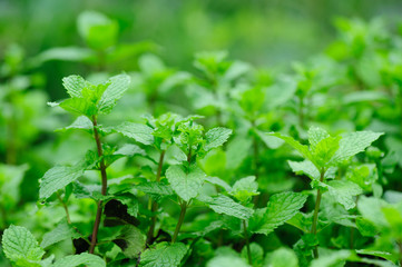 Hands picking mint plant in garden