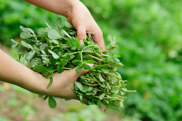 Naklejka na ściany i meble Hands picking mint plant in garden