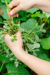 Hands picking mint plant in garden