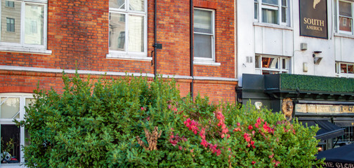 Fototapeta na wymiar Green shrubs before a red brick building in london