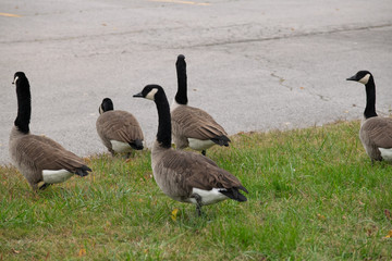 family of geese