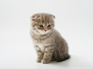 Fototapeta na wymiar little kittens british fold on white background