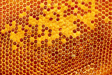 Yellow Honeycomb closeup background