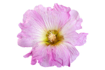 Mallow flower head on white