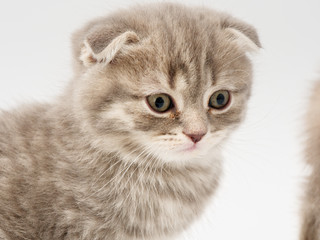 little kittens british fold on white background