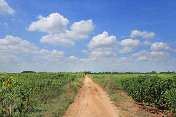 Fototapeta na wymiar Country road in Cassava plantation field.
