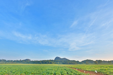 Beautiful cloud on blue sky in green field and mountains. Landscape scenery background.