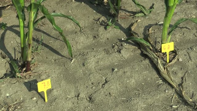 Research field science maize corn Zea mays, drought resistance samples, breeding varieties for genetic modification of the gene, drying up the soil, climate change, sample marking, Europe