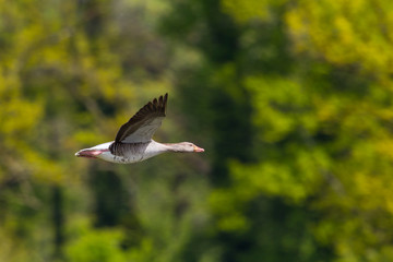 detailed view one gray goose (anser anser) flying in front of green forest