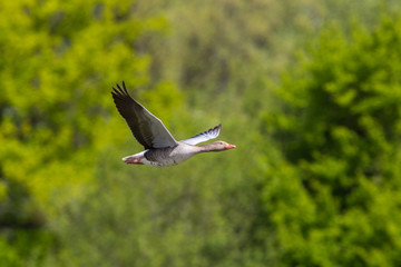 close view one gray goose (anser anser) flying in front of green trees