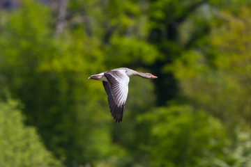 portrait one gray goose (anser anser) flying in front of green trees