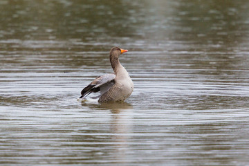 one gray goose (anser anser) in water, rain