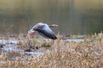 one gray goose (anser anser) in flight over meadow, water