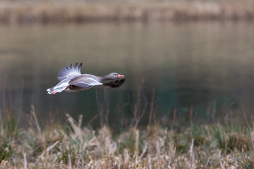 one graylag goose (anser anser) in flight over grassland, water