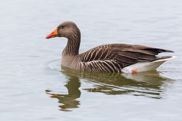 Naklejka na ściany i meble close side view portrait gray goose (anser anser) swimming in water