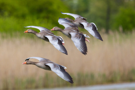 group of several gray geese (anser anser) flying on reed belt