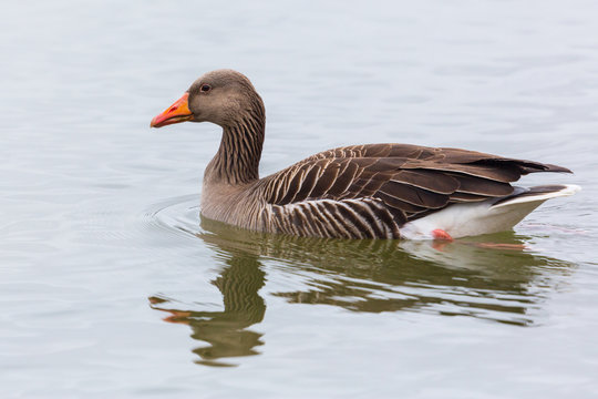 close side view portrait gray goose (anser anser) swimming in water
