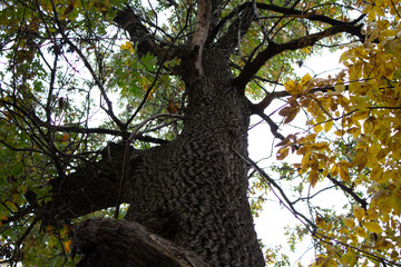 old oak tree