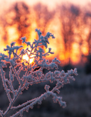 Fototapeta na wymiar frosty morning dawn